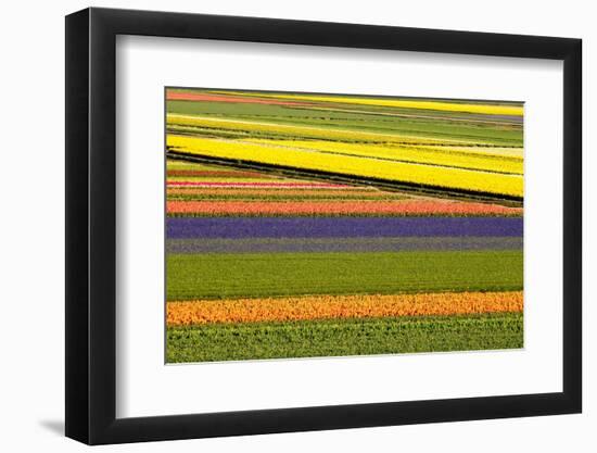 Netherlands, Noord Holland. Agricultural field of tulips.-Julie Eggers-Framed Photographic Print