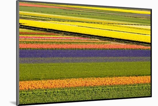 Netherlands, Noord Holland. Agricultural field of tulips.-Julie Eggers-Mounted Photographic Print