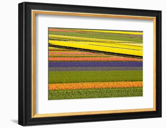 Netherlands, Noord Holland. Agricultural field of tulips.-Julie Eggers-Framed Photographic Print