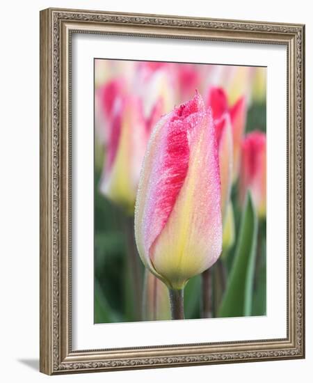 Netherlands, Noord Holland. Closeup of a pink variegated tulip.-Julie Eggers-Framed Photographic Print