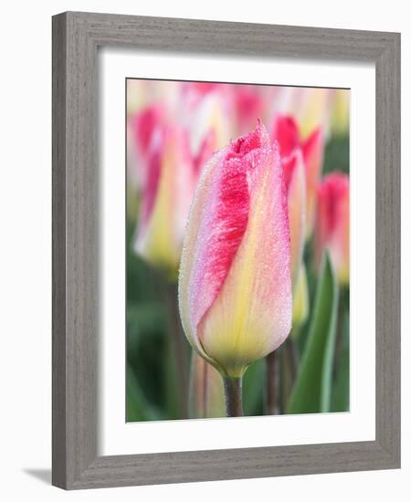 Netherlands, Noord Holland. Closeup of a pink variegated tulip.-Julie Eggers-Framed Photographic Print