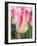 Netherlands, Noord Holland. Closeup of a pink variegated tulip.-Julie Eggers-Framed Photographic Print