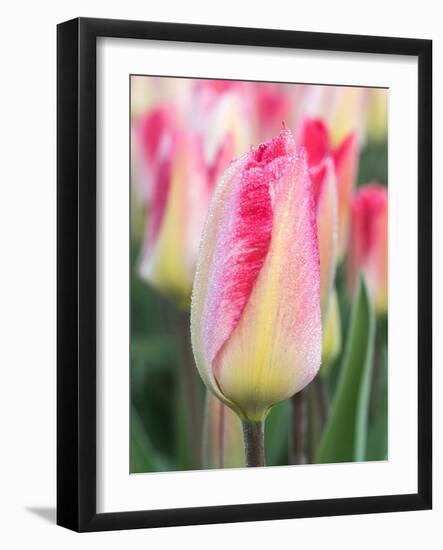 Netherlands, Noord Holland. Closeup of a pink variegated tulip.-Julie Eggers-Framed Photographic Print