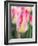 Netherlands, Noord Holland. Closeup of a pink variegated tulip.-Julie Eggers-Framed Photographic Print