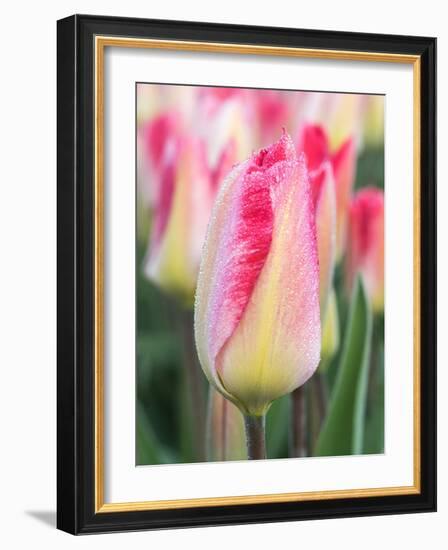 Netherlands, Noord Holland. Closeup of a pink variegated tulip.-Julie Eggers-Framed Photographic Print