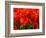 Netherlands, Nord Holland, Red Tulips in Mass-Terry Eggers-Framed Photographic Print