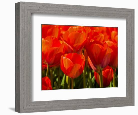 Netherlands, Nord Holland, Red Tulips in Mass-Terry Eggers-Framed Photographic Print