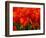 Netherlands, Nord Holland, Red Tulips in Mass-Terry Eggers-Framed Photographic Print