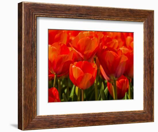 Netherlands, Nord Holland, Red Tulips in Mass-Terry Eggers-Framed Photographic Print