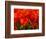 Netherlands, Nord Holland, Red Tulips in Mass-Terry Eggers-Framed Photographic Print