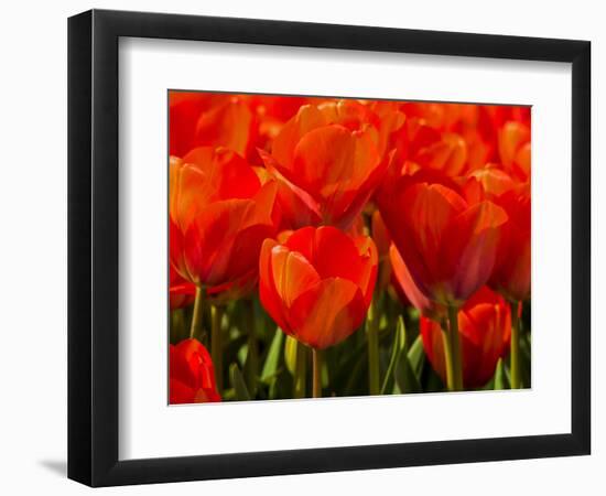 Netherlands, Nord Holland, Red Tulips in Mass-Terry Eggers-Framed Photographic Print