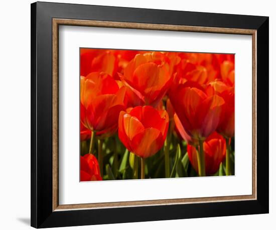 Netherlands, Nord Holland, Red Tulips in Mass-Terry Eggers-Framed Photographic Print