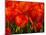 Netherlands, Nord Holland, Red Tulips in Mass-Terry Eggers-Mounted Photographic Print