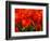 Netherlands, Nord Holland, Red Tulips in Mass-Terry Eggers-Framed Photographic Print