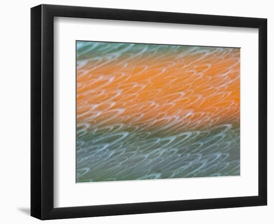 Netherlands, Nord Holland, Tulips and Rain Drops in Patterns-Terry Eggers-Framed Photographic Print