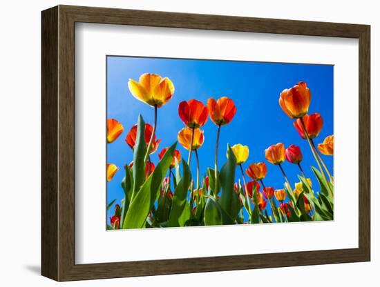 Netherlands, North Holland, Callantsoog. Multicolored tulips flower against a blue sky, near the vi-Jason Langley-Framed Photographic Print