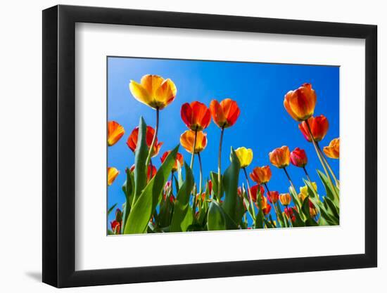 Netherlands, North Holland, Callantsoog. Multicolored tulips flower against a blue sky, near the vi-Jason Langley-Framed Photographic Print