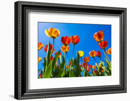 Netherlands, North Holland, Callantsoog. Multicolored tulips flower against a blue sky, near the vi-Jason Langley-Framed Photographic Print