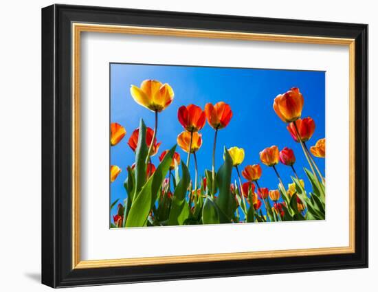 Netherlands, North Holland, Callantsoog. Multicolored tulips flower against a blue sky, near the vi-Jason Langley-Framed Photographic Print