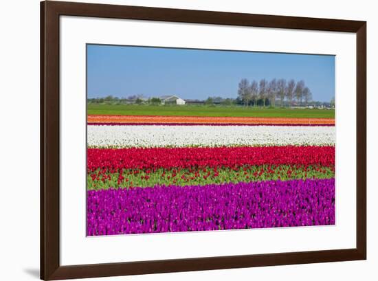 Netherlands, North Holland, Venhuizen. Colorful tulip fields in early spring.-Jason Langley-Framed Photographic Print
