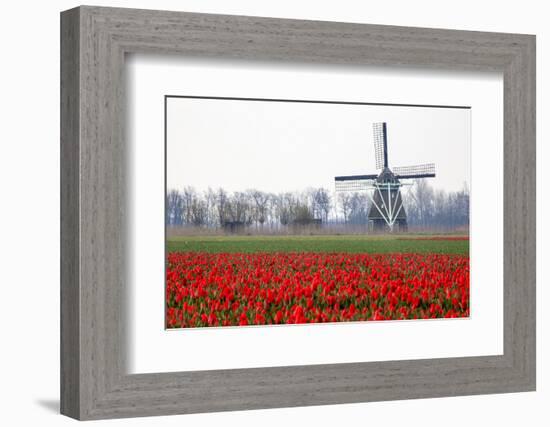 Netherlands, Old wooden windmill in a field of red tulips-Hollice Looney-Framed Photographic Print