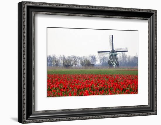 Netherlands, Old wooden windmill in a field of red tulips-Hollice Looney-Framed Photographic Print