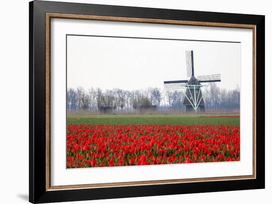 Netherlands, Old wooden windmill in a field of red tulips-Hollice Looney-Framed Photographic Print