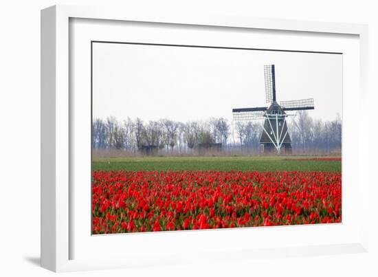 Netherlands, Old wooden windmill in a field of red tulips-Hollice Looney-Framed Photographic Print