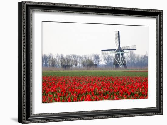 Netherlands, Old wooden windmill in a field of red tulips-Hollice Looney-Framed Photographic Print