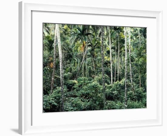 Netherlands, Polder Landscape, Tulip Field, Windmill-Thonig-Framed Photographic Print