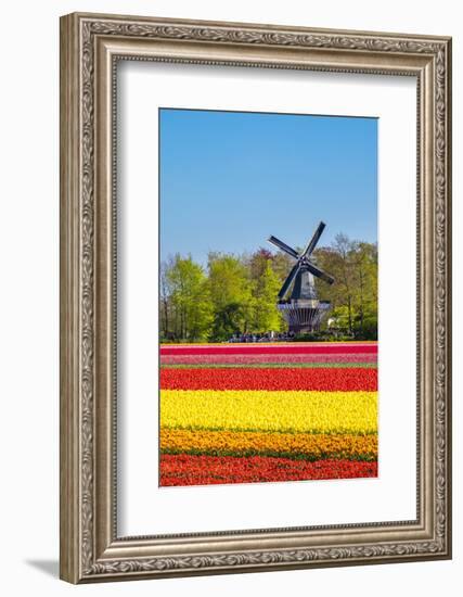 Netherlands, South Holland, Lisse. Dutch tulips flowers in a field in front of the Keukenhof windmi-Jason Langley-Framed Photographic Print