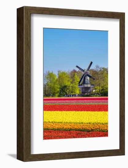 Netherlands, South Holland, Lisse. Dutch tulips flowers in a field in front of the Keukenhof windmi-Jason Langley-Framed Photographic Print
