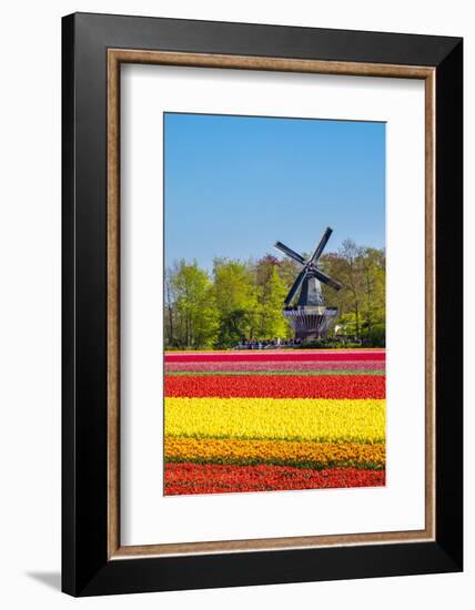 Netherlands, South Holland, Lisse. Dutch tulips flowers in a field in front of the Keukenhof windmi-Jason Langley-Framed Photographic Print