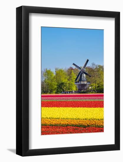 Netherlands, South Holland, Lisse. Dutch tulips flowers in a field in front of the Keukenhof windmi-Jason Langley-Framed Photographic Print