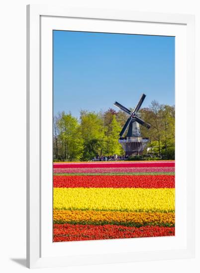 Netherlands, South Holland, Lisse. Dutch tulips flowers in a field in front of the Keukenhof windmi-Jason Langley-Framed Photographic Print