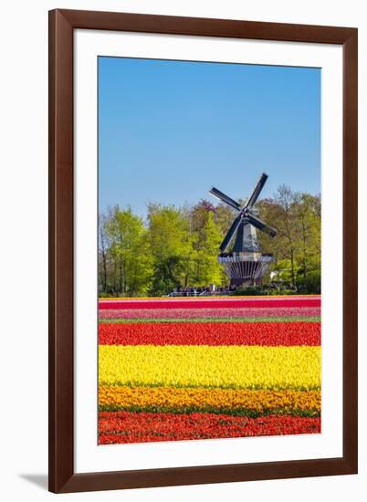 Netherlands, South Holland, Lisse. Dutch tulips flowers in a field in front of the Keukenhof windmi-Jason Langley-Framed Photographic Print
