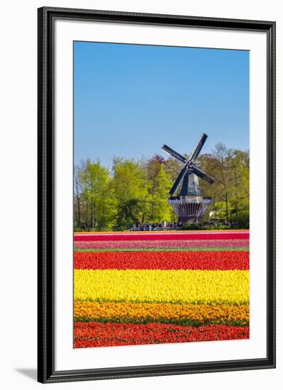 Netherlands, South Holland, Lisse. Dutch tulips flowers in a field in front of the Keukenhof windmi-Jason Langley-Framed Photographic Print