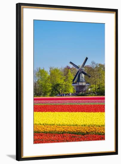 Netherlands, South Holland, Lisse. Dutch tulips flowers in a field in front of the Keukenhof windmi-Jason Langley-Framed Photographic Print