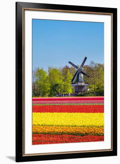 Netherlands, South Holland, Lisse. Dutch tulips flowers in a field in front of the Keukenhof windmi-Jason Langley-Framed Photographic Print