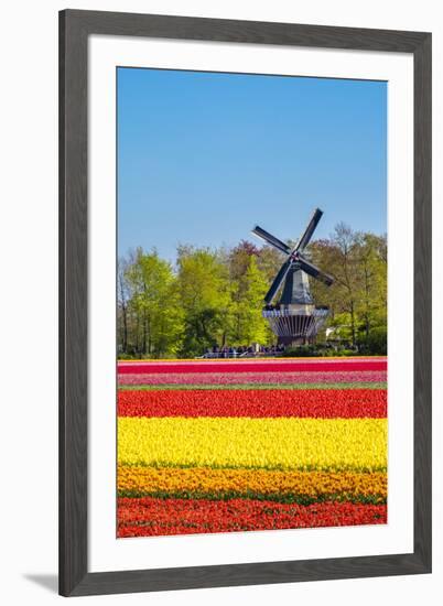 Netherlands, South Holland, Lisse. Dutch tulips flowers in a field in front of the Keukenhof windmi-Jason Langley-Framed Photographic Print