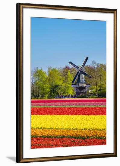 Netherlands, South Holland, Lisse. Dutch tulips flowers in a field in front of the Keukenhof windmi-Jason Langley-Framed Photographic Print