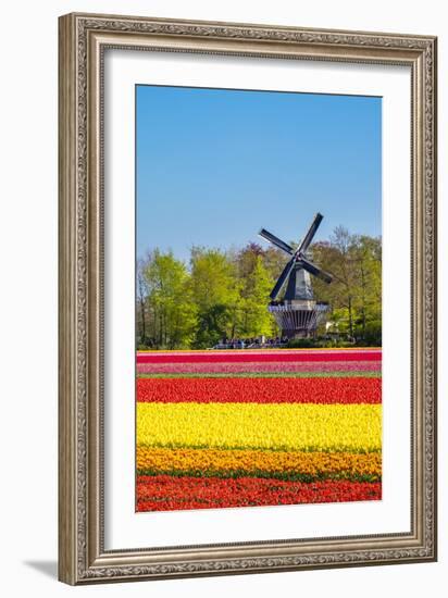 Netherlands, South Holland, Lisse. Dutch tulips flowers in a field in front of the Keukenhof windmi-Jason Langley-Framed Photographic Print