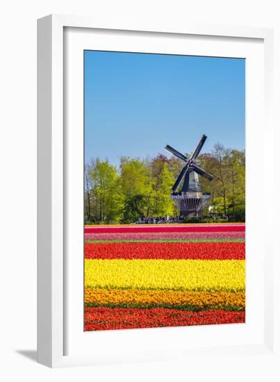 Netherlands, South Holland, Lisse. Dutch tulips flowers in a field in front of the Keukenhof windmi-Jason Langley-Framed Photographic Print