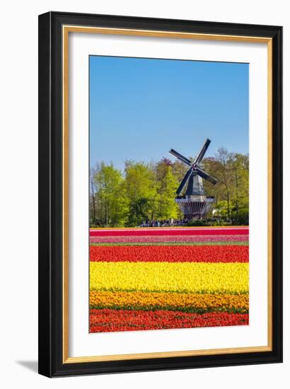 Netherlands, South Holland, Lisse. Dutch tulips flowers in a field in front of the Keukenhof windmi-Jason Langley-Framed Photographic Print