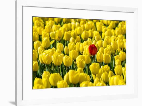 Netherlands, South Holland, Nordwijkerhout. A single red tulip flower in a field of yellow tulips.-Jason Langley-Framed Photographic Print