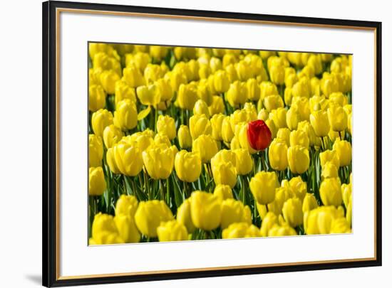 Netherlands, South Holland, Nordwijkerhout. A single red tulip flower in a field of yellow tulips.-Jason Langley-Framed Photographic Print