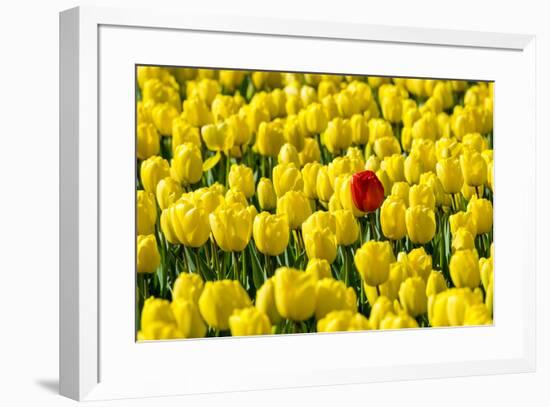 Netherlands, South Holland, Nordwijkerhout. A single red tulip flower in a field of yellow tulips.-Jason Langley-Framed Photographic Print