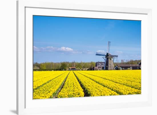 Netherlands, South Holland, Nordwijkerhout. Yellow Dutch tulip filed, tulips in front of a windmill-Jason Langley-Framed Photographic Print