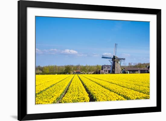 Netherlands, South Holland, Nordwijkerhout. Yellow Dutch tulip filed, tulips in front of a windmill-Jason Langley-Framed Photographic Print