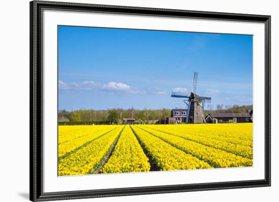 Netherlands, South Holland, Nordwijkerhout. Yellow Dutch tulip filed, tulips in front of a windmill-Jason Langley-Framed Photographic Print